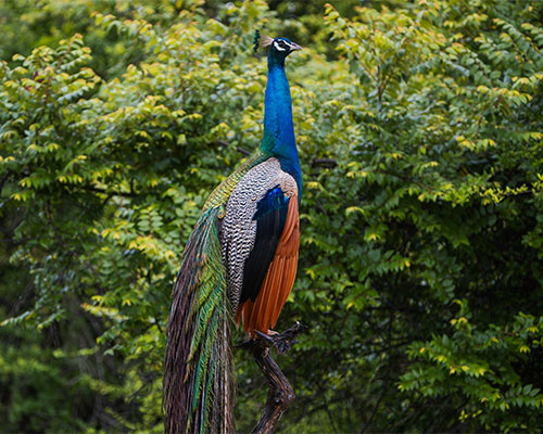 Peacock-Udawalawe Nstional Park