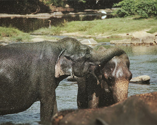 Pinnawala Elephant Orphanage- Sri Lanka