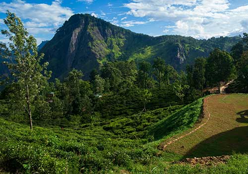 lush tea plantations