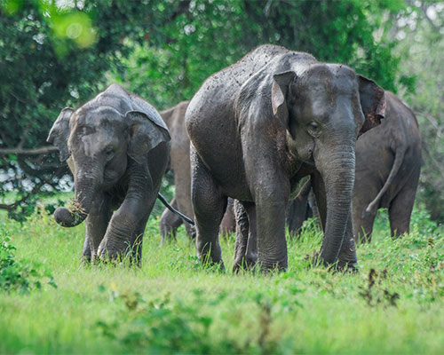 Yala National Park, Sri Lanka