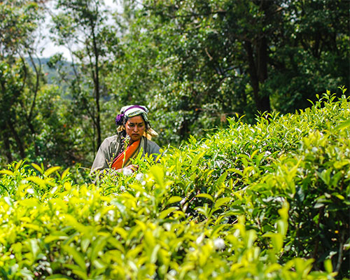 tea plantation- Sri Lanka