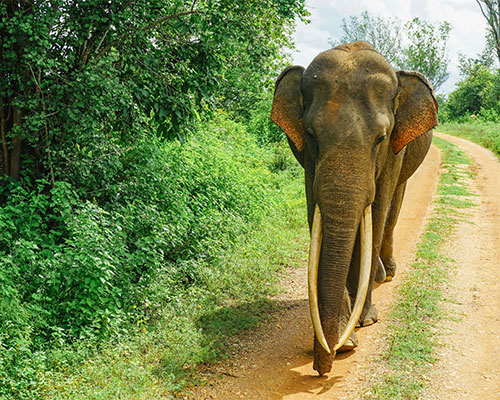 Udawalawe National Park-Sri Lanka