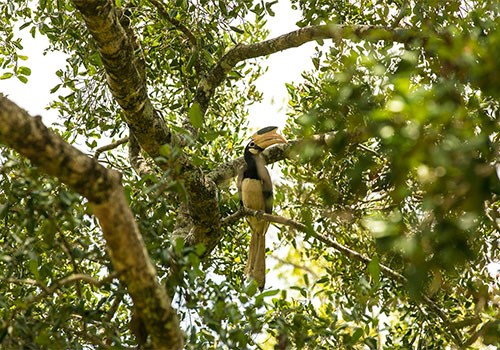 Yala National Park- Sri Lanka