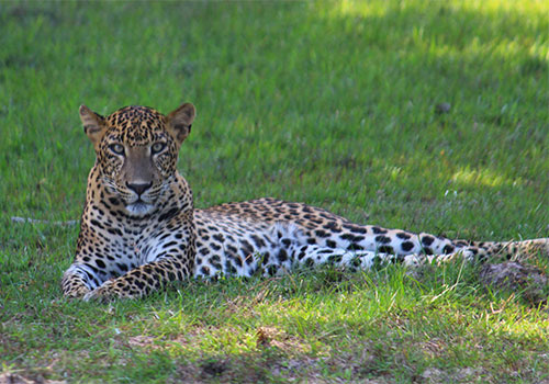 Yala National Park- Sri Lanka