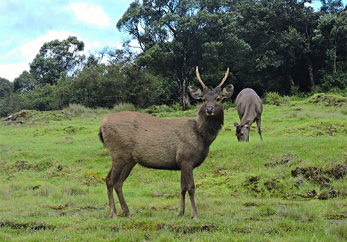 Horton Plains National Park- Sri Lanka