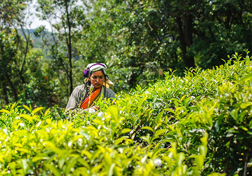 Tea Plantations- Sri Lanka