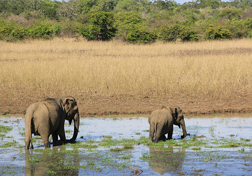 Yala National Park-Sri Lanka 