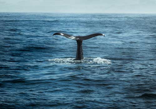 whale Watching-Mirissa