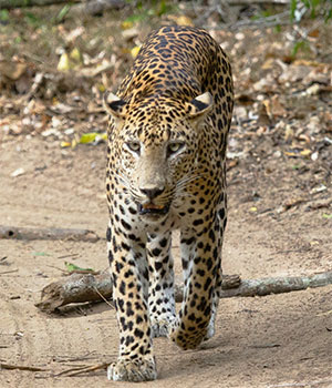 Leopard in Yala National Park- Sri Lanka