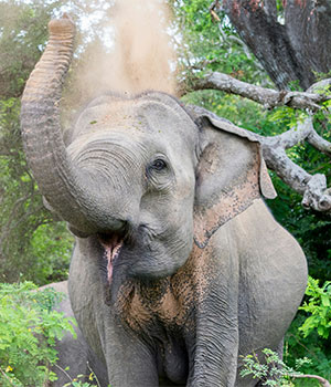 Elephant- Udawalawe National Park-Sri Lanka