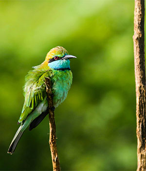 Asian green bee-eater- Sinharaja Rainforest