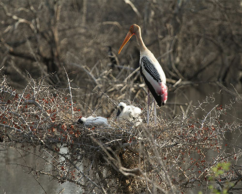 Yala National park- Sri Lanka