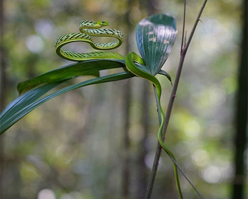 Sinharaja Forest- Sri Lanka