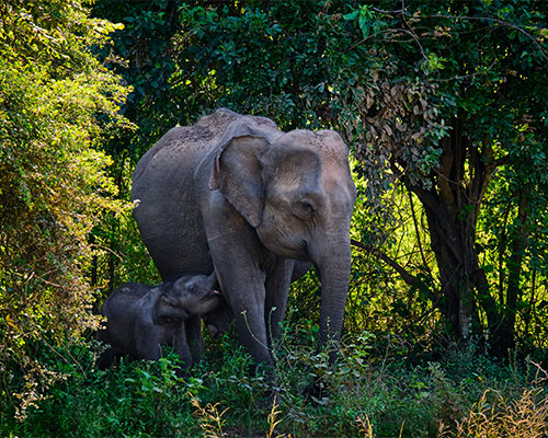 Udawalawe National Park- Sri Lanka