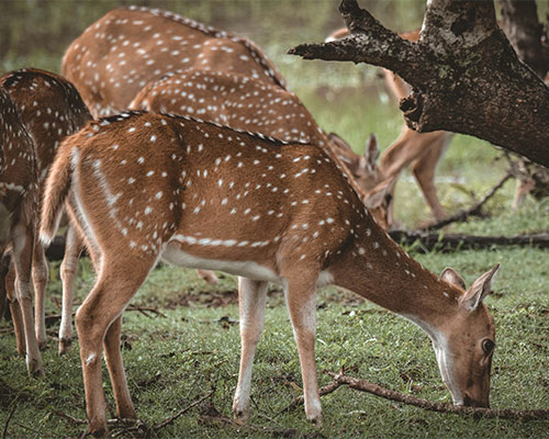 Yala national park, Sri lanka