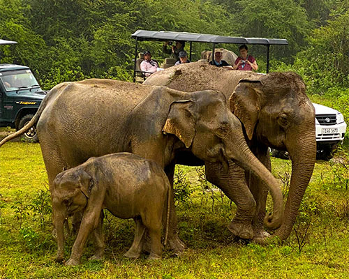 Udawalawe National Park, Sri Lanka