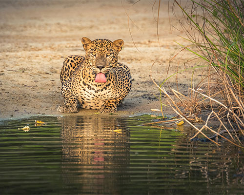 Wilpattu National Park- Sri Lanka