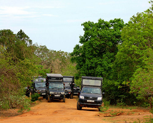 Yala National Park, Sri Lanka-Discover Sri Lanka's diverse wildlife in one of the country's most famous national park. 