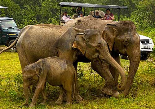 Elephants-Yala National Park