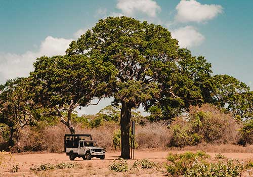 Yala Safari