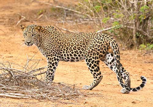 Leopards-Yala National Park